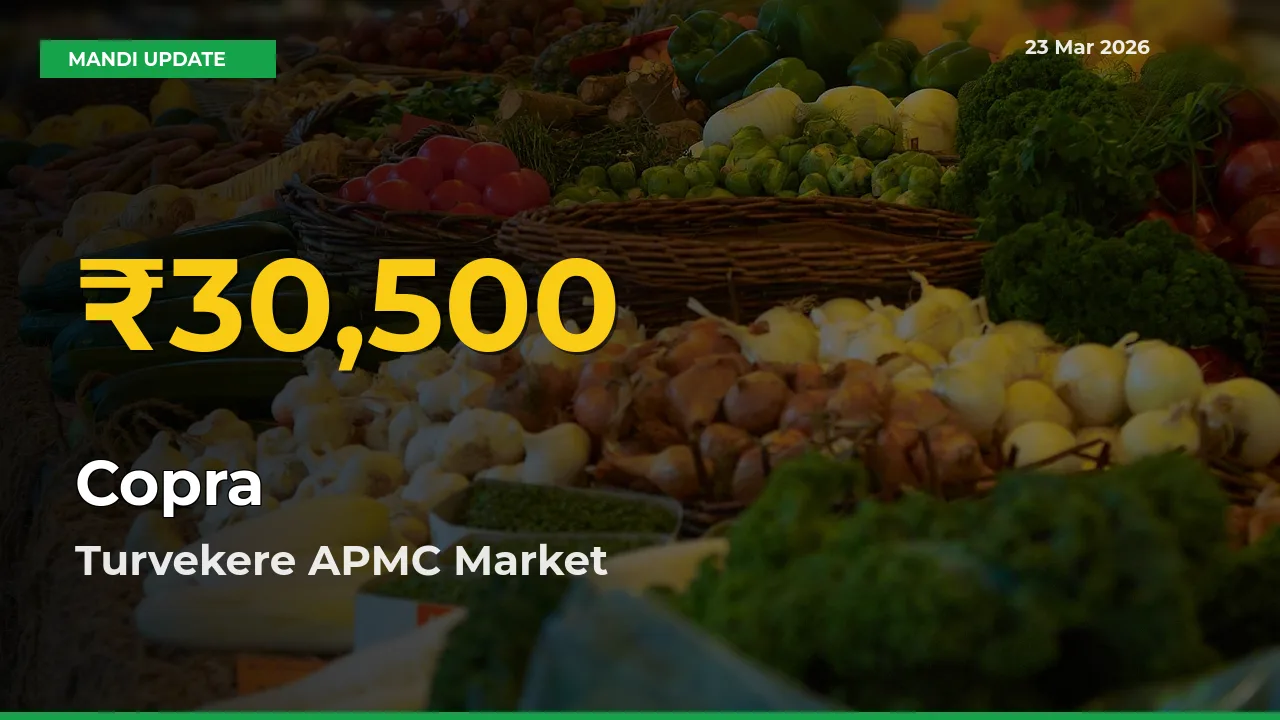 Copra Prices Soar to Record High in Turvekere APMC – Farmers Alert Today