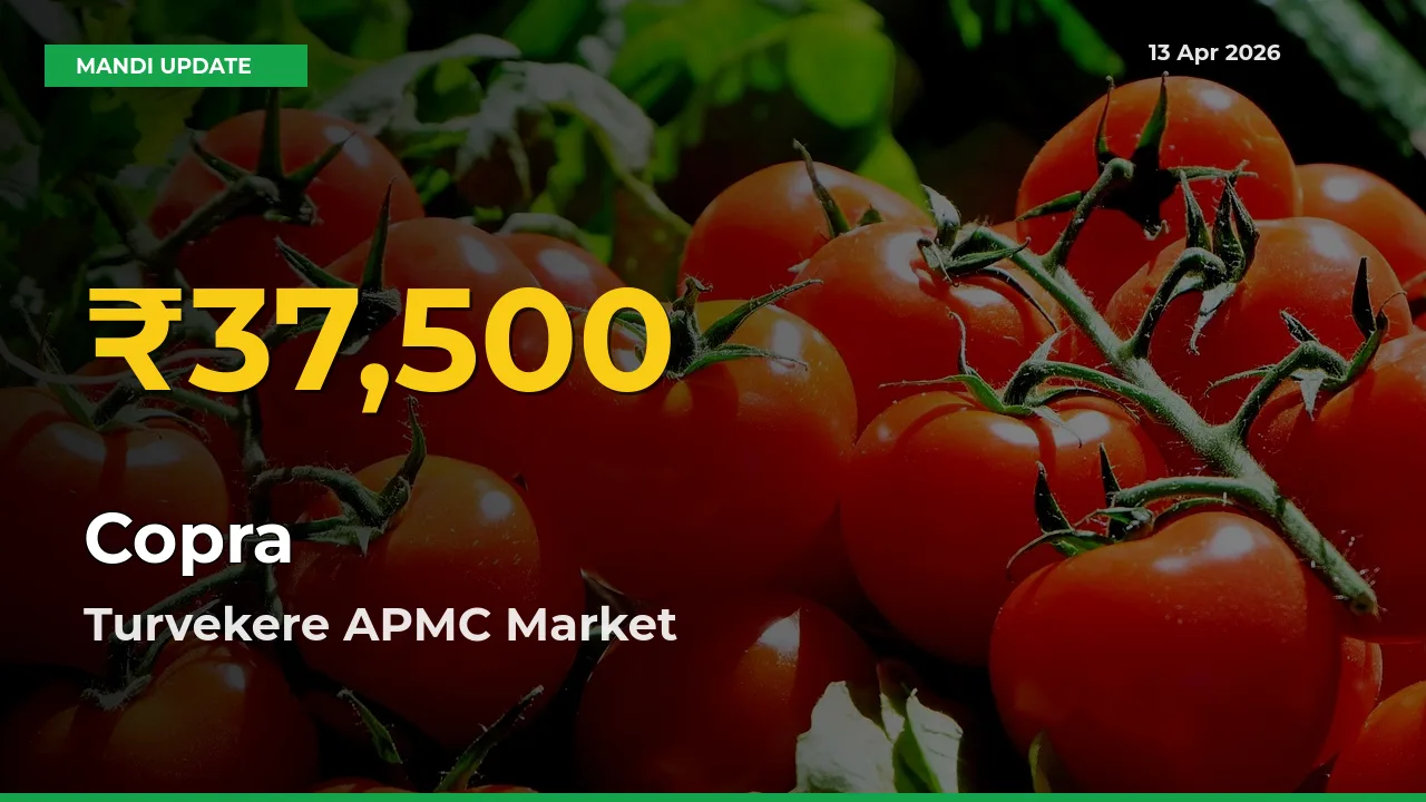 Fresh Record! Copra Price Climbs to New High in Turvekere APMC