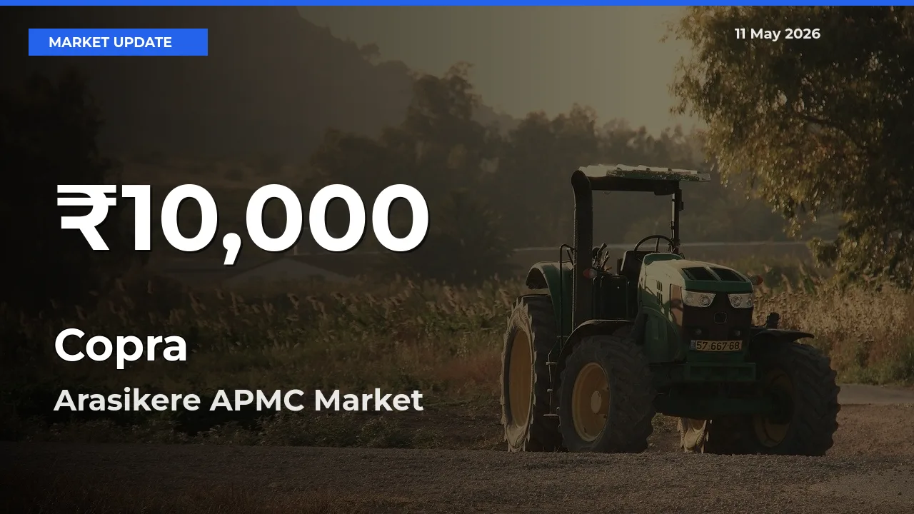 Copra Mandi Rate Today: 30-Day Low Recorded in Arasikere APMC