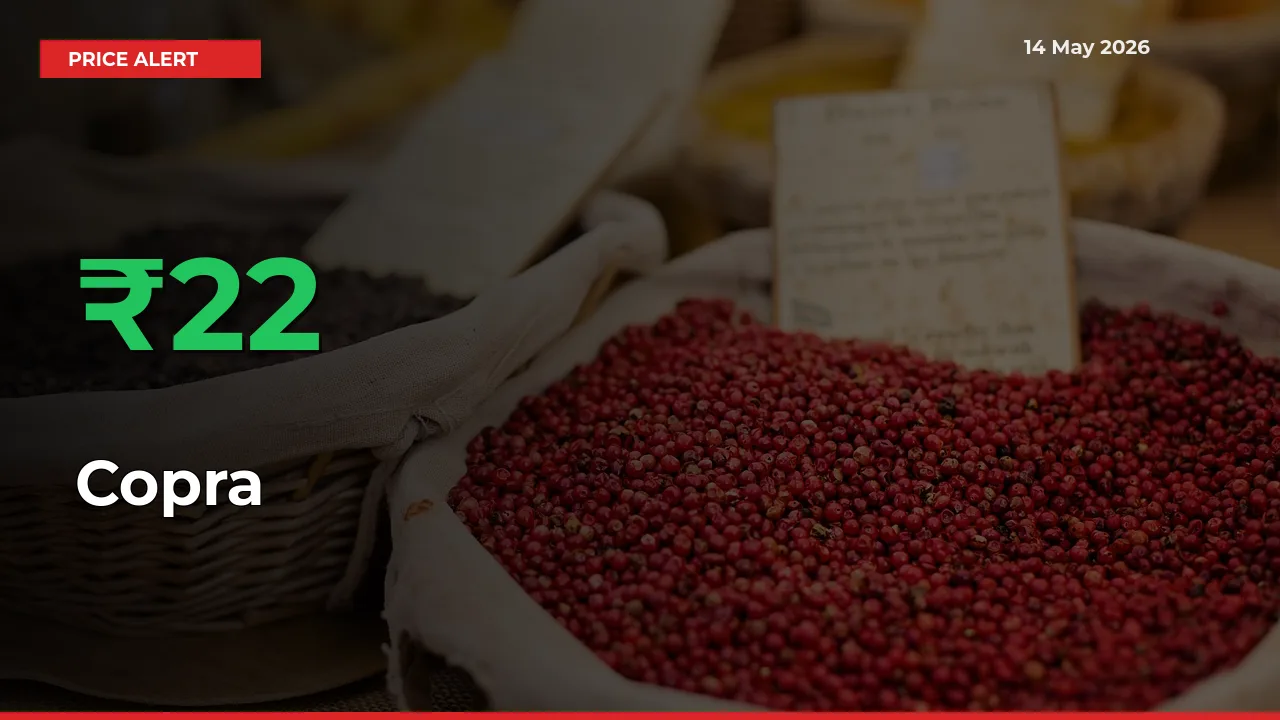 Copra Mandi Rate Today: Prices Jump 21.95% at Market