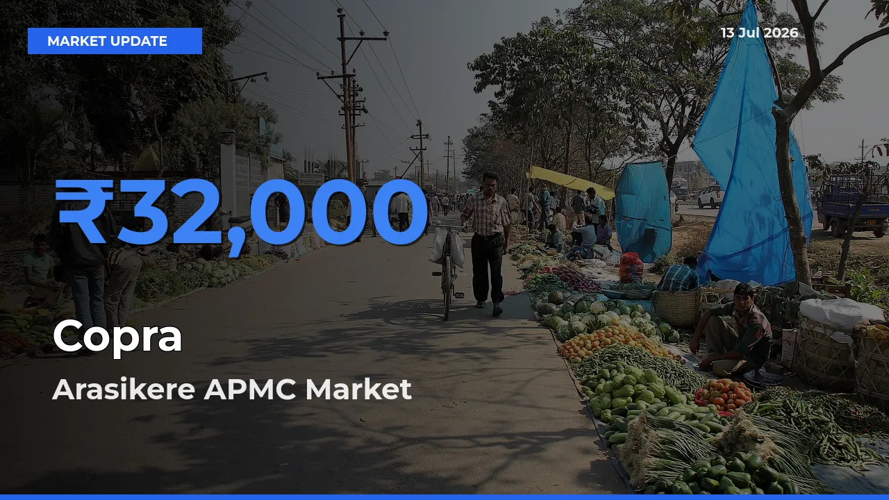 Arasikere APMC Offers ₹32,000 – Highest Copra Rate Today