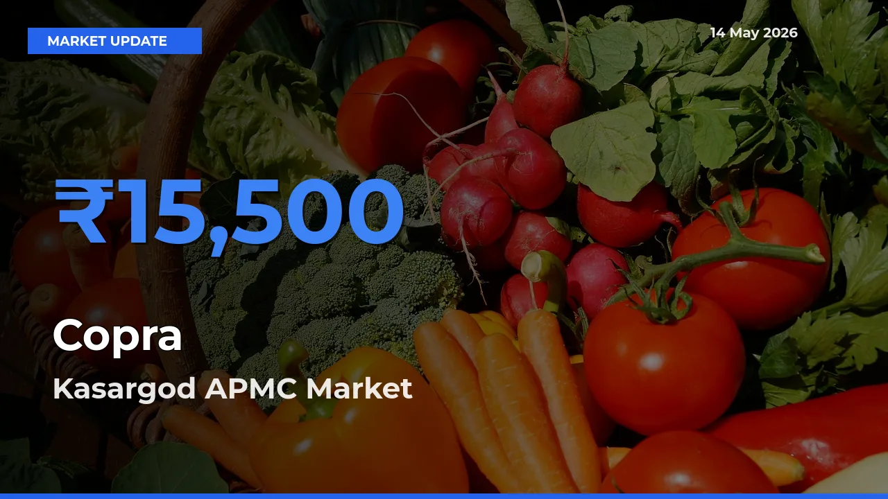 Kasargod APMC Tops Copra Rates – May 14 Market Update