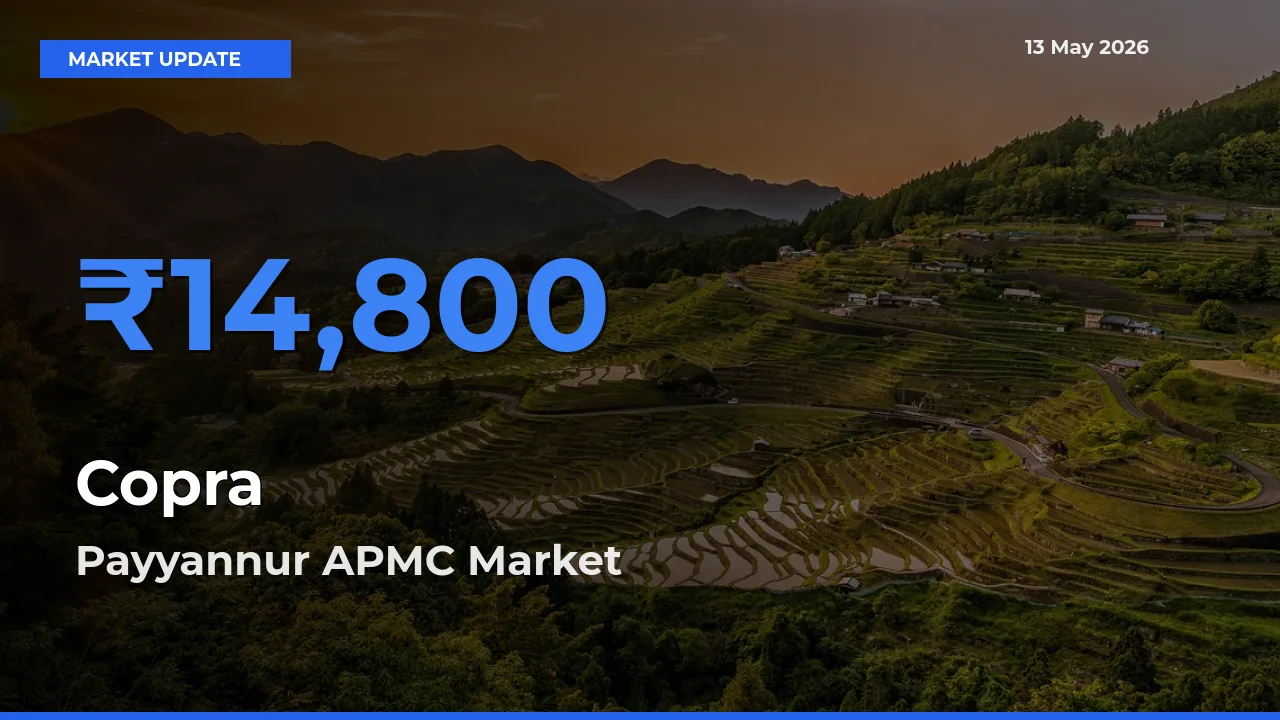 Payyannur APMC Tops Copra Rates – May 13 Market Update