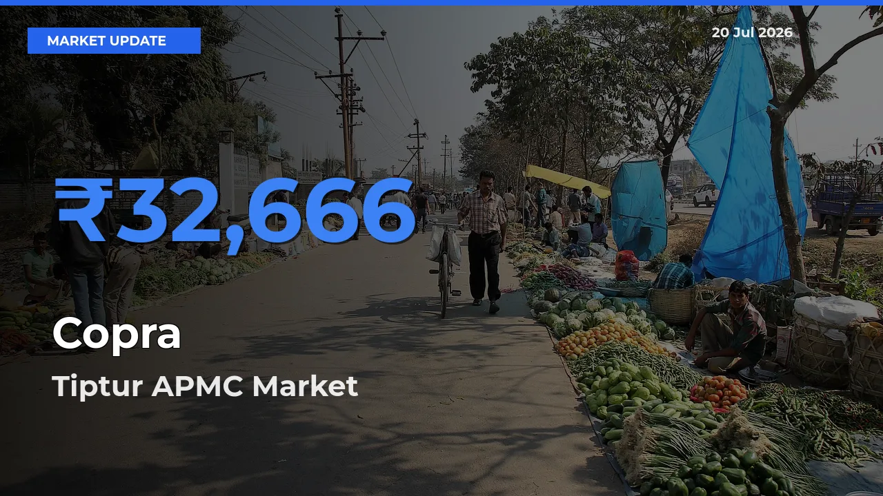 Market Watch: Tiptur APMC Becomes Top Mandi for Copra