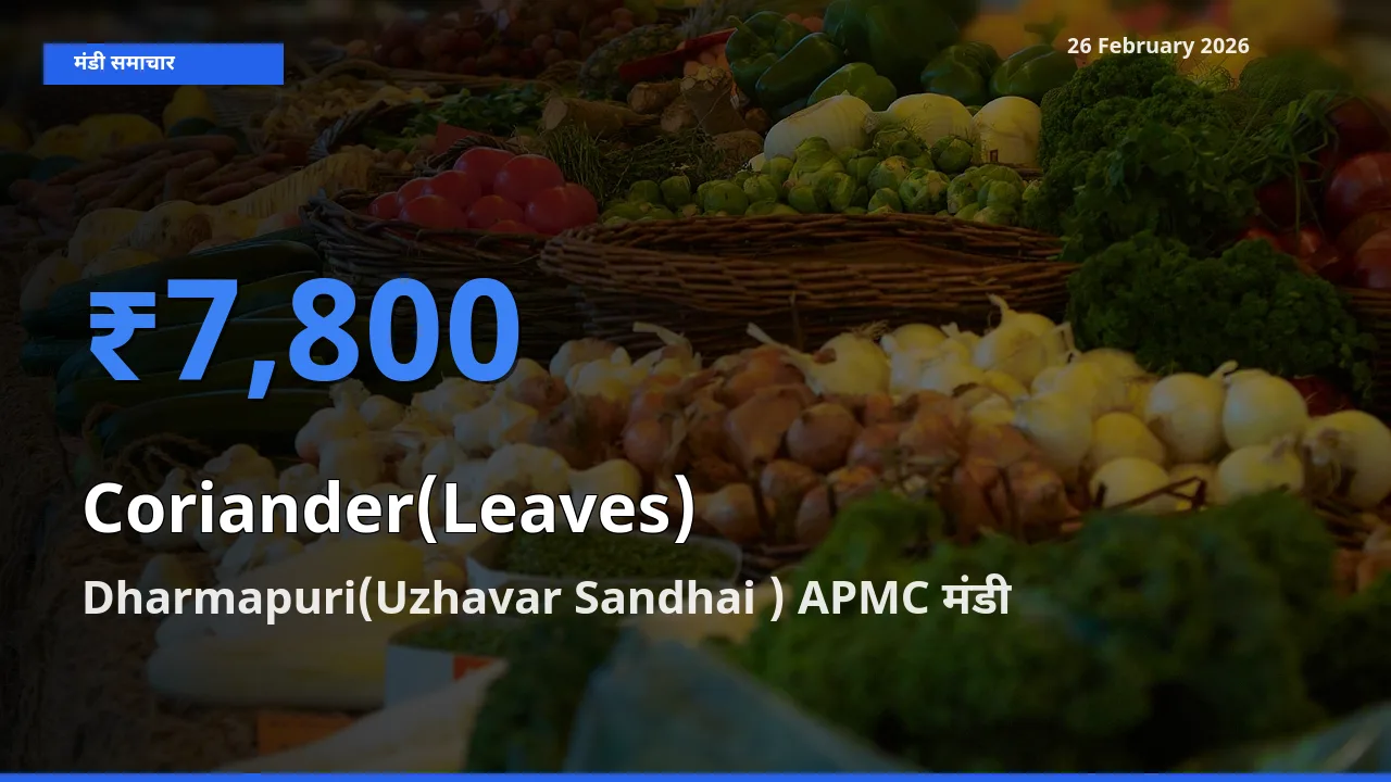 आज का मंडी भाव: Coriander(Leaves) के सबसे ज़्यादा दाम Dharmapuri(Uzhavar Sandhai ) APMC में