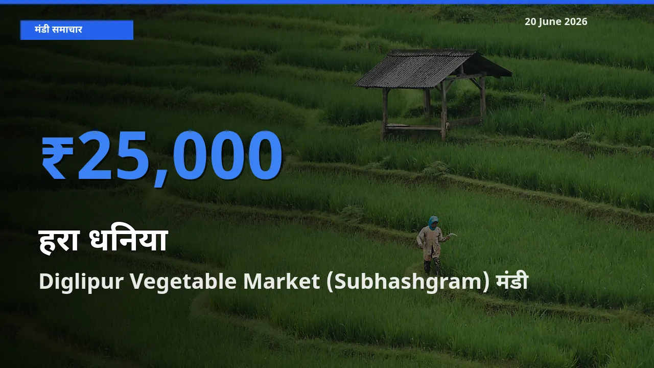 आज हरा धनिया के सबसे ऊँचे दाम ₹25,000 Diglipur Vegetable Market (Subhashgram) मंडी में