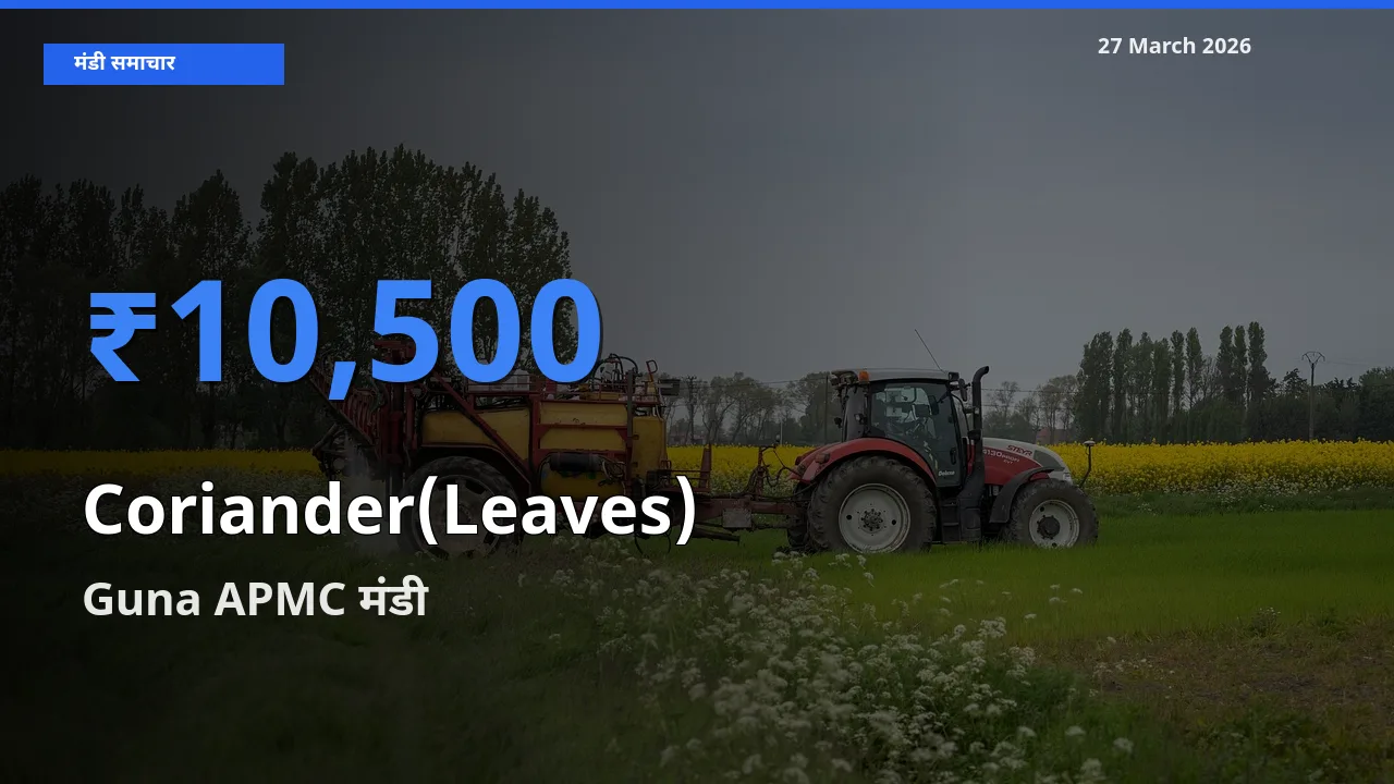 आज हरा धनिया के सबसे ऊँचे दाम ₹10,500 Guna APMC मंडी में