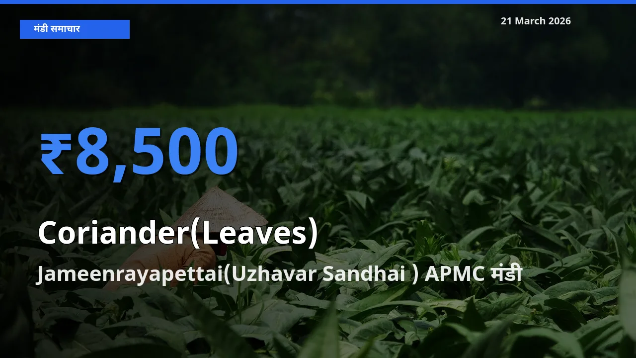 किसानों की पसंद बना Jameenrayapettai(Uzhavar Sandhai ) APMC, हरा धनिया के सबसे अच्छे दाम