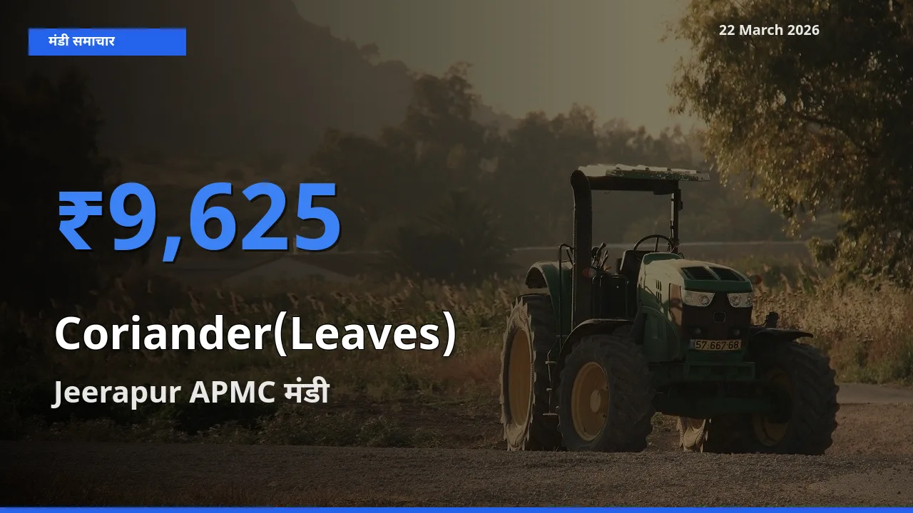 आज का मंडी भाव: हरा धनिया के सबसे ज़्यादा दाम Jeerapur APMC में