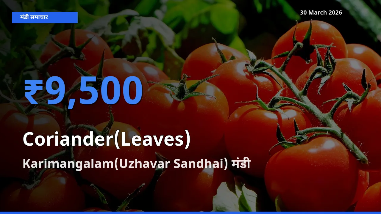 Karimangalam(Uzhavar Sandhai) मंडी में हरा धनिया ₹9,500 पर पहुँचा – आज का सर्वोच्च भाव