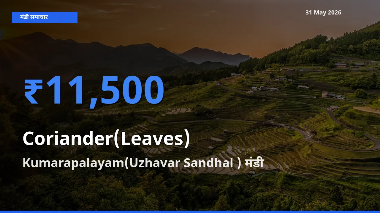 Kumarapalayam(Uzhavar Sandhai ) में हरा धनिया का आज सबसे ऊँचा भाव
