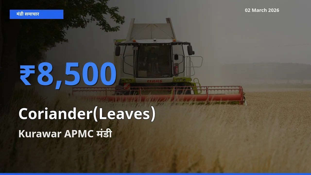 Kurawar APMC मंडी में हरा धनिया ₹8,500 पर पहुँचा – आज का सर्वोच्च भाव