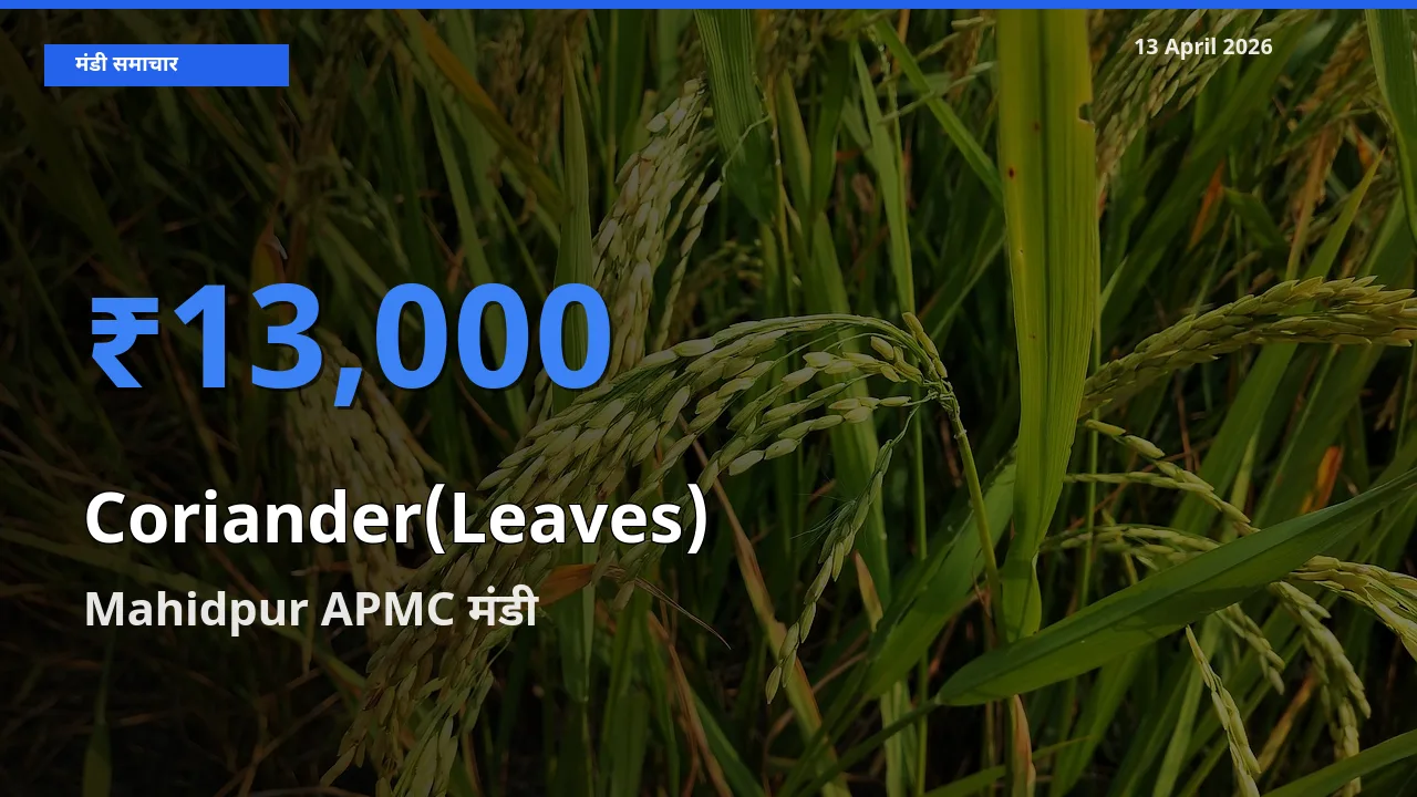 Mahidpur APMC में हरा धनिया का आज सबसे ऊँचा भाव