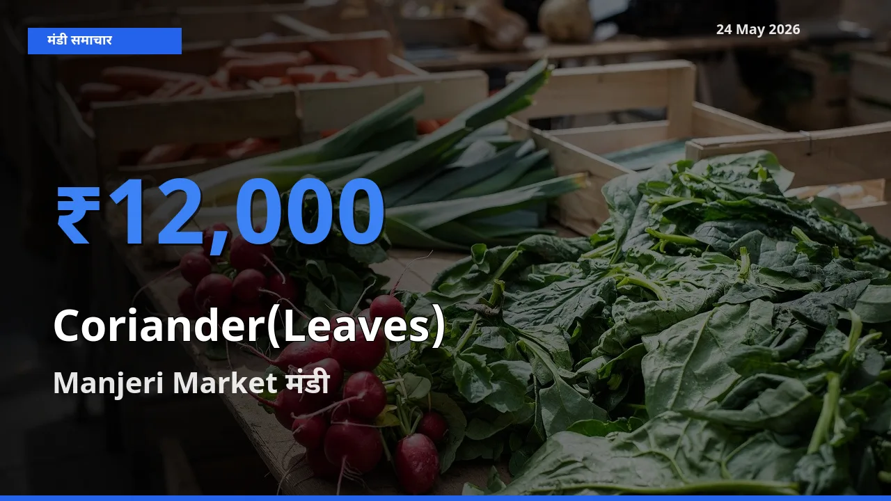 Manjeri Market में हरा धनिया का आज सबसे ऊँचा भाव