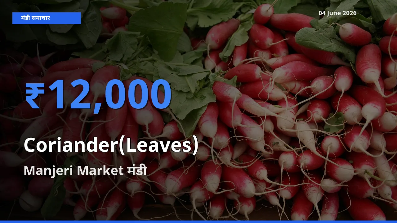 बाज़ार संकेत: Manjeri Market बना हरा धनिया के लिए आज की टॉप मंडी