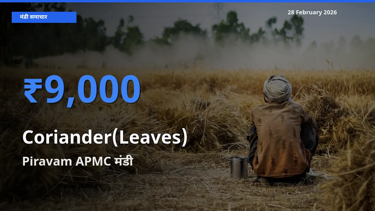 बाज़ार संकेत: Piravam APMC बना Coriander(Leaves) के लिए आज की टॉप मंडी
