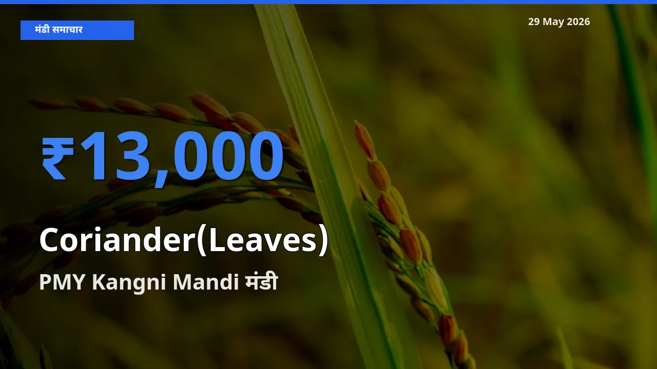 टॉप मंडी बना PMY Kangni Mandi! हरा धनिया के सबसे ऊँचे दाम यहीं दर्ज