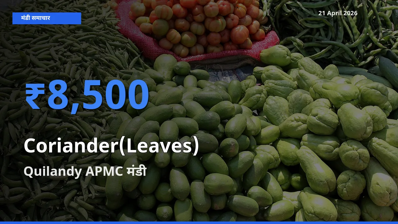 Quilandy APMC मंडी में आज हरा धनिया के सबसे ऊँचे दाम दर्ज