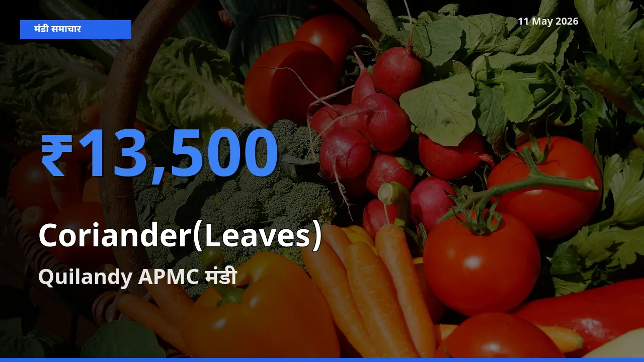 Quilandy APMC में हरा धनिया का आज सबसे ऊँचा भाव