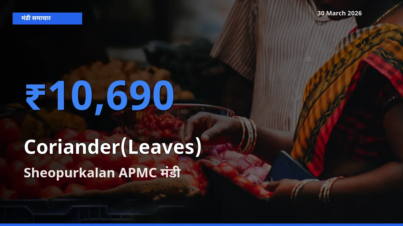 30 March अपडेट: हरा धनिया के सबसे ऊँचे दाम Sheopurkalan APMC मंडी में