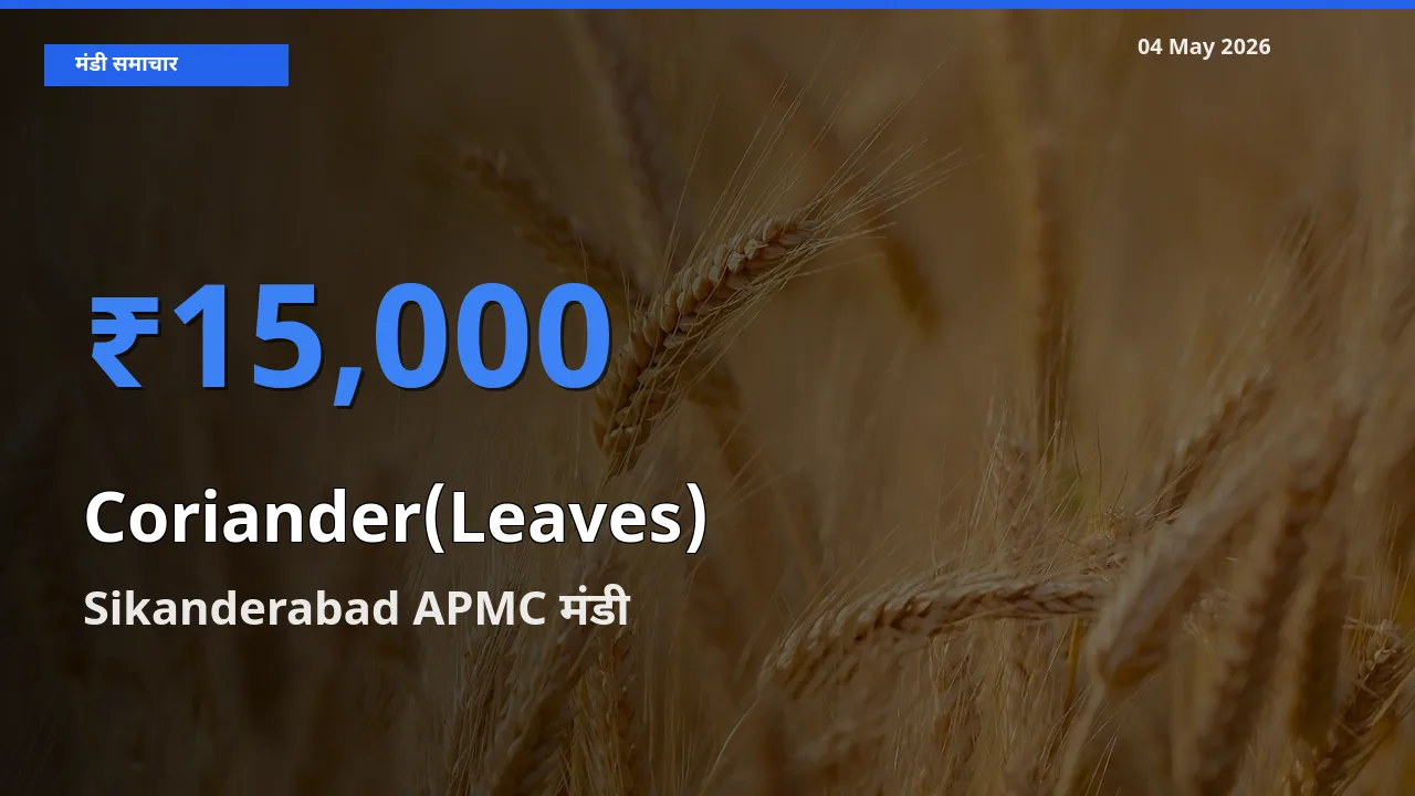 Sikanderabad APMC मंडी में हरा धनिया ₹15,000 पर पहुँचा – आज का सर्वोच्च भाव