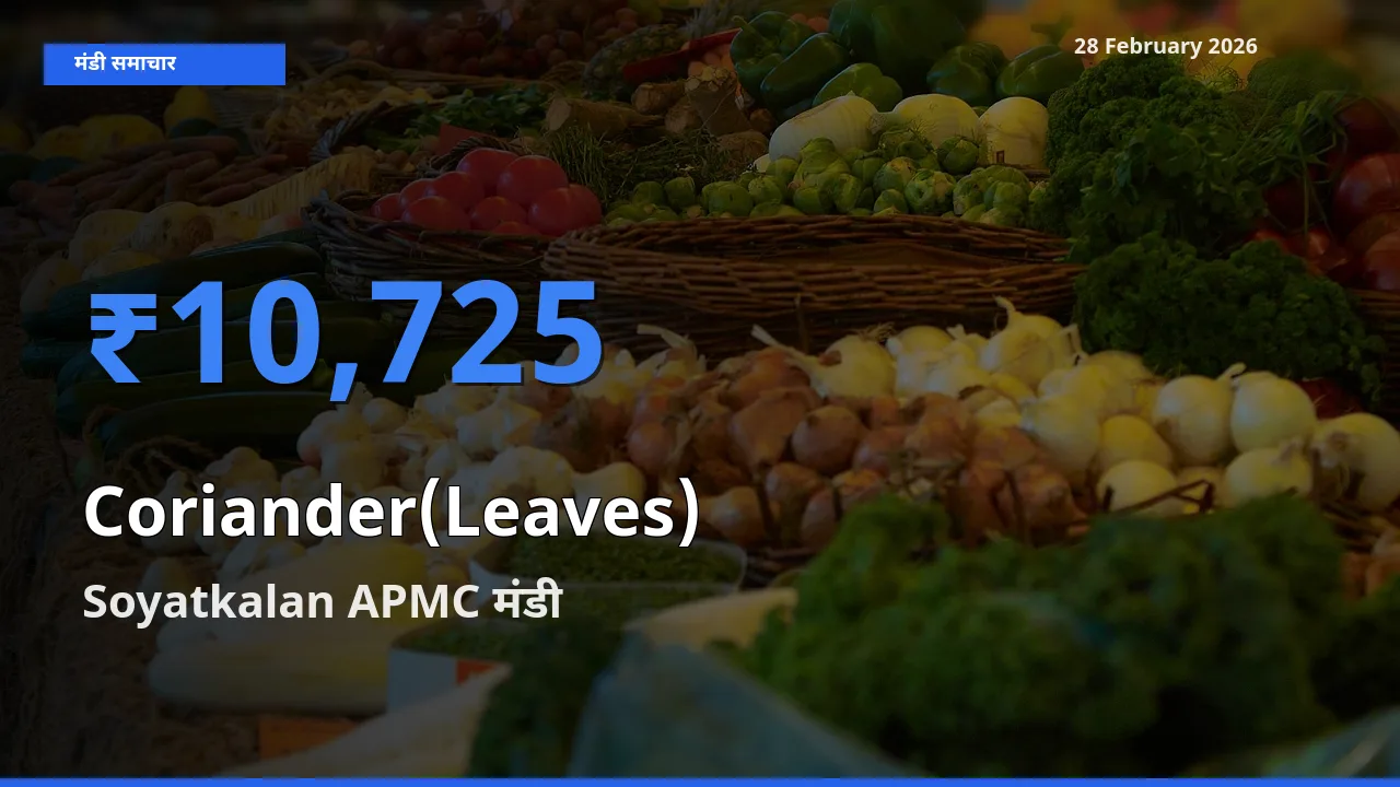 Soyatkalan APMC मंडी में Coriander(Leaves) ₹10,725 पर पहुँचा – आज का सर्वोच्च भाव