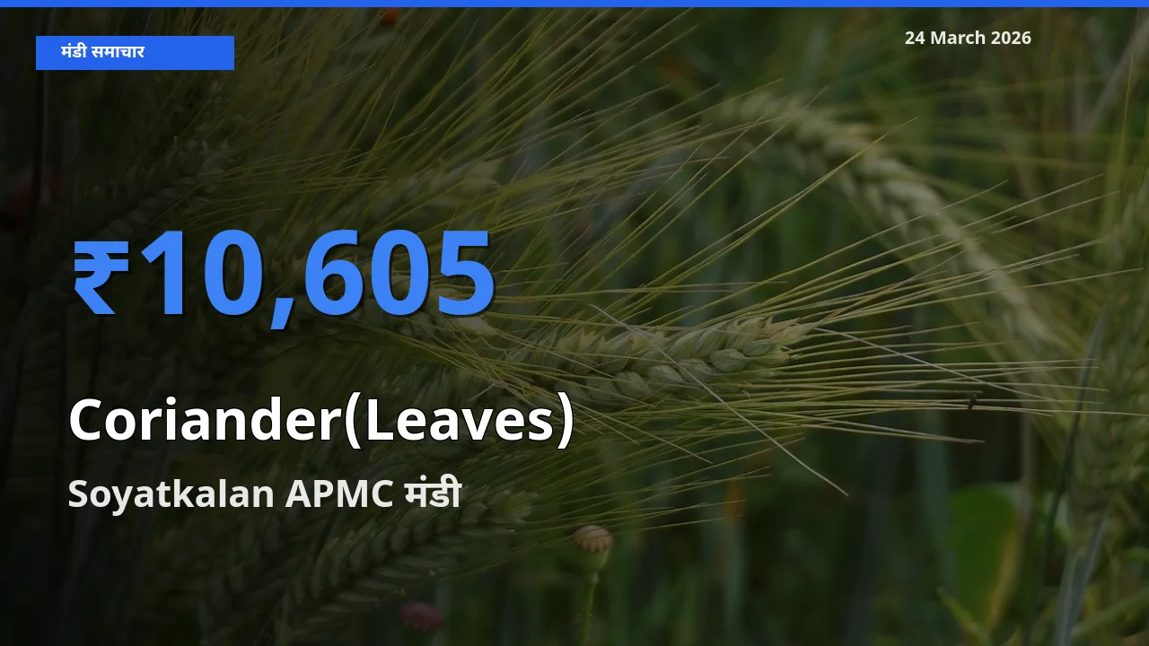 आज हरा धनिया के सबसे ज़्यादा दाम Soyatkalan APMC मंडी में दर्ज