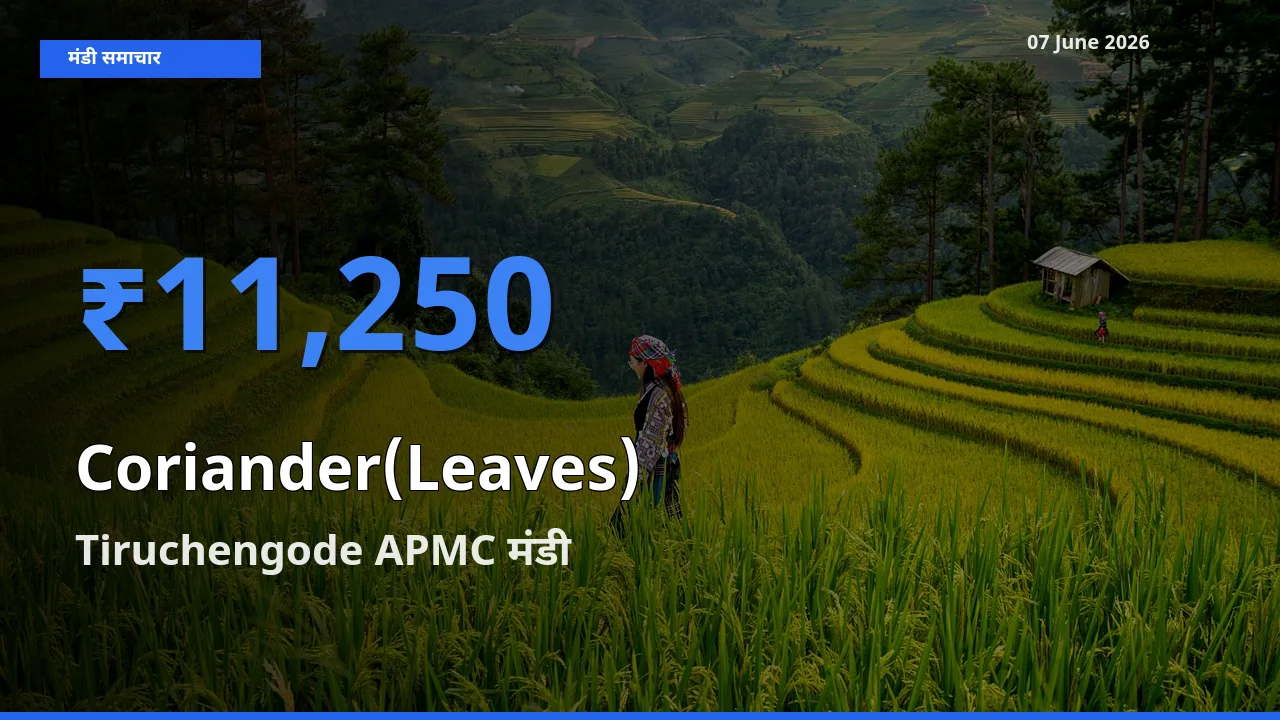 किसानों की पसंद बना Tiruchengode APMC, हरा धनिया के सबसे अच्छे दाम