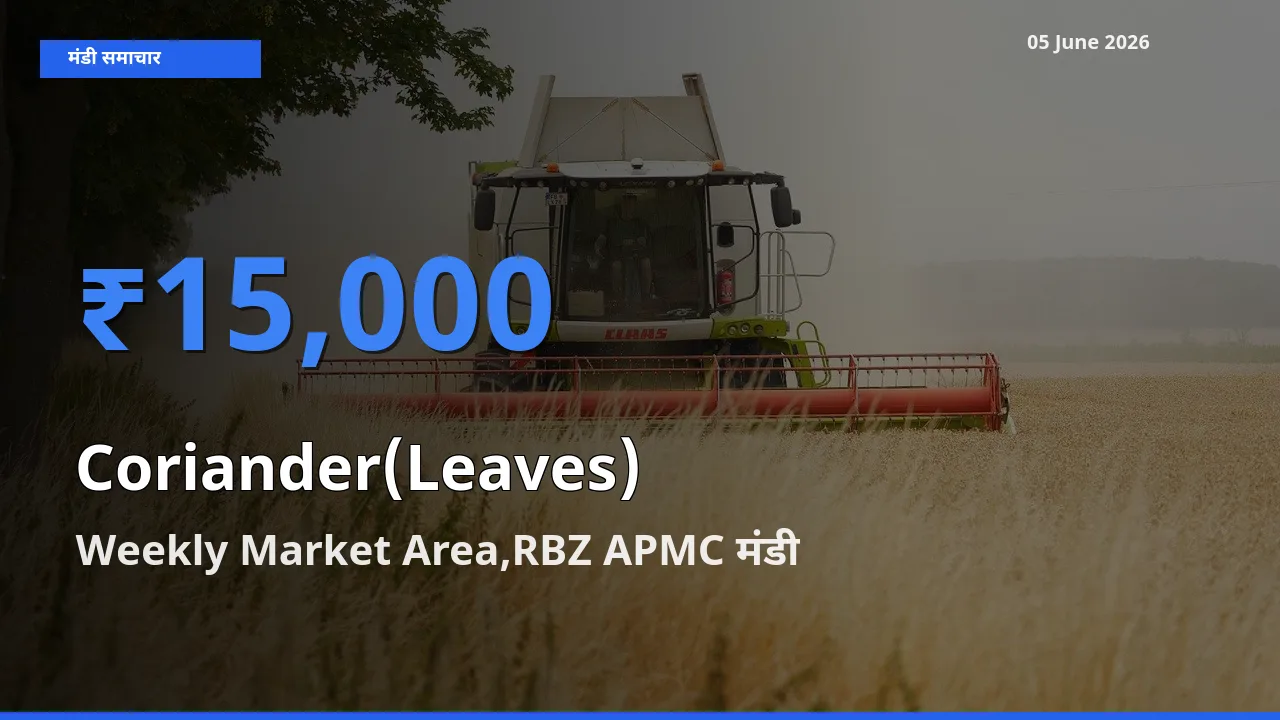 किसानों की पसंद बना Weekly Market Area,RBZ APMC, हरा धनिया के सबसे अच्छे दाम