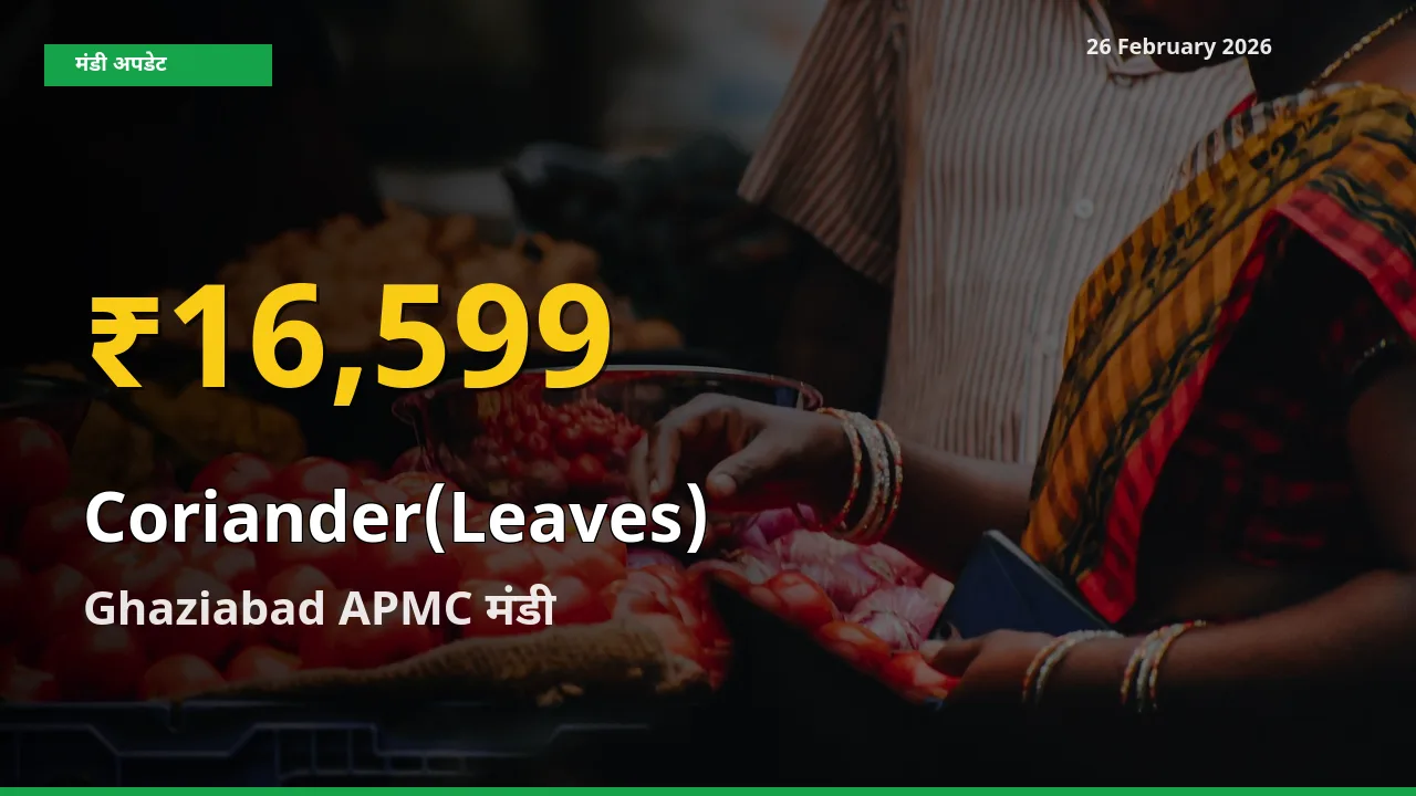 30 दिनों में सबसे ऊँचे स्तर पर Coriander(Leaves) के दाम, Ghaziabad APMC में उछाल