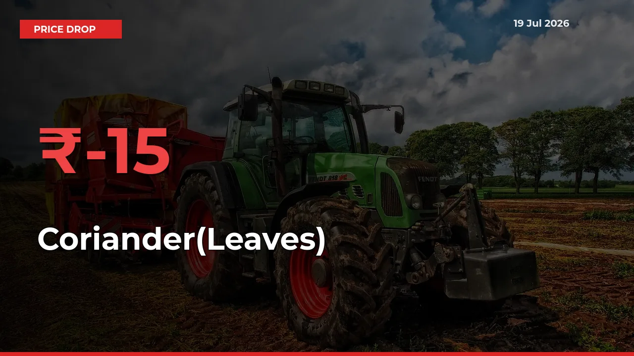 Farmers Alert as Coriander(Leaves) Prices Slide 15.3% in Local Mandis