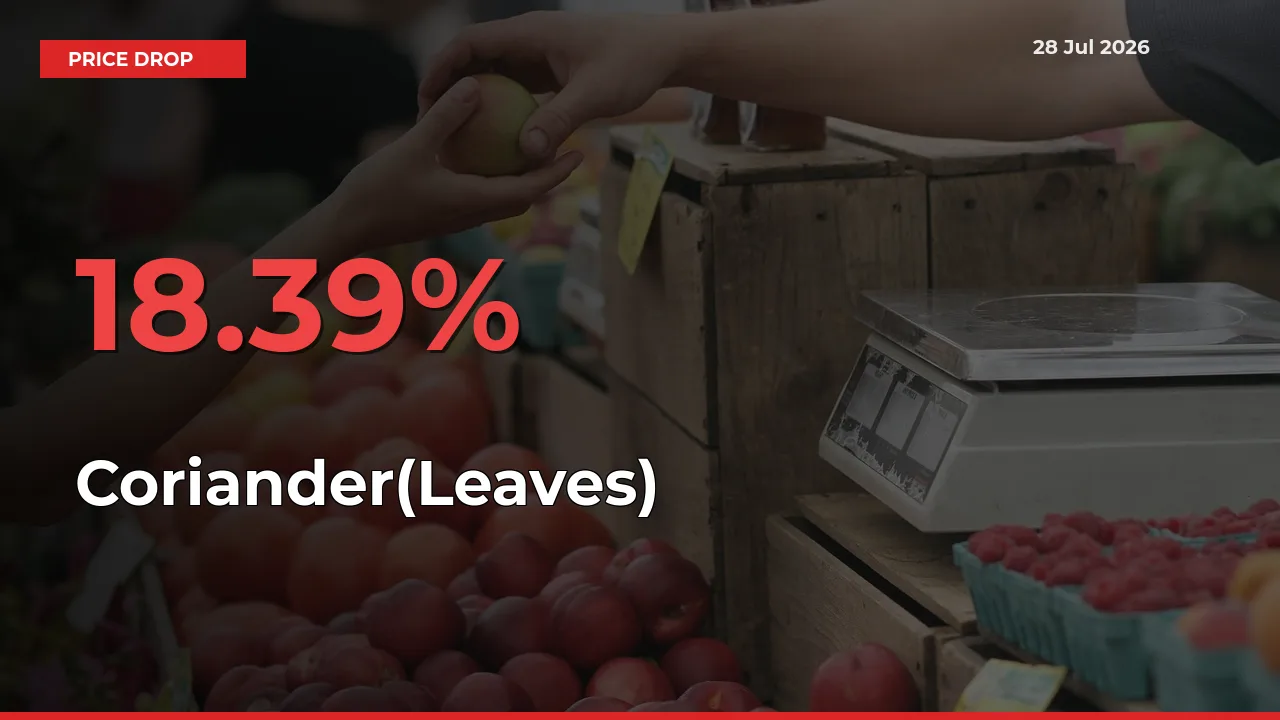 18.39% Drop in Coriander(Leaves) Prices – Mandi Sees Sudden Fall
