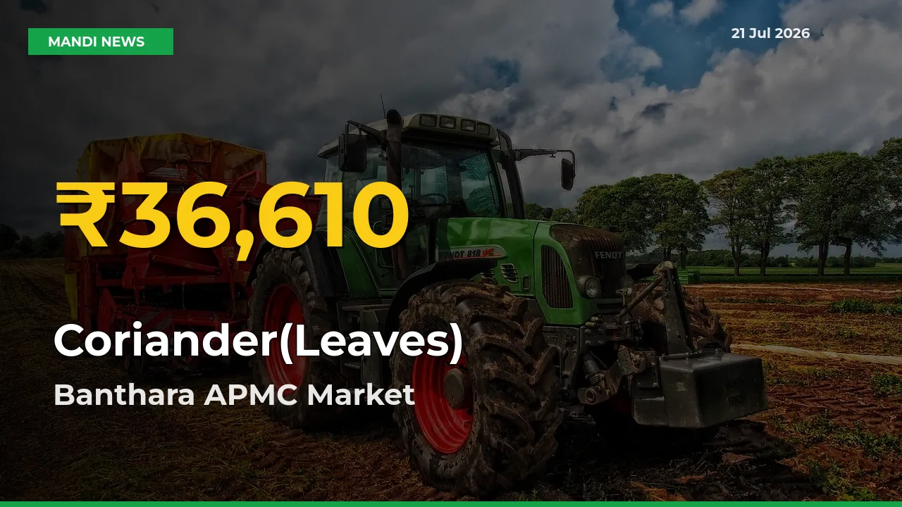 Coriander(Leaves) Prices Soar to Record High in Banthara APMC – Farmers Alert Today