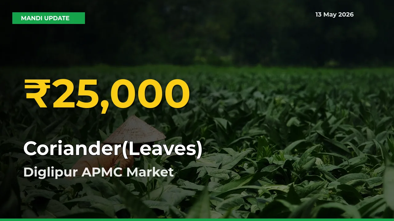 Coriander(Leaves) Hits Fresh High in Diglipur APMC Today