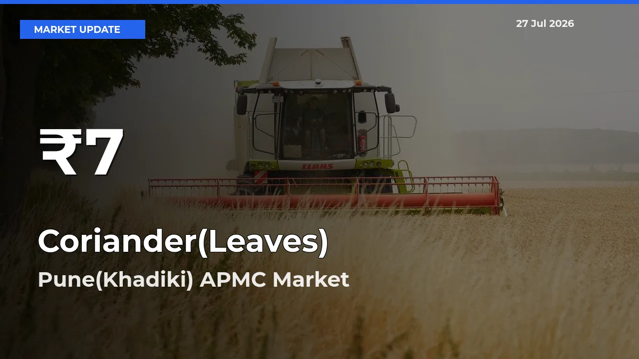 Why Coriander(Leaves) Prices Slumped in Pune(Khadiki) APMC, Maharashtra – 30-Day Low Today