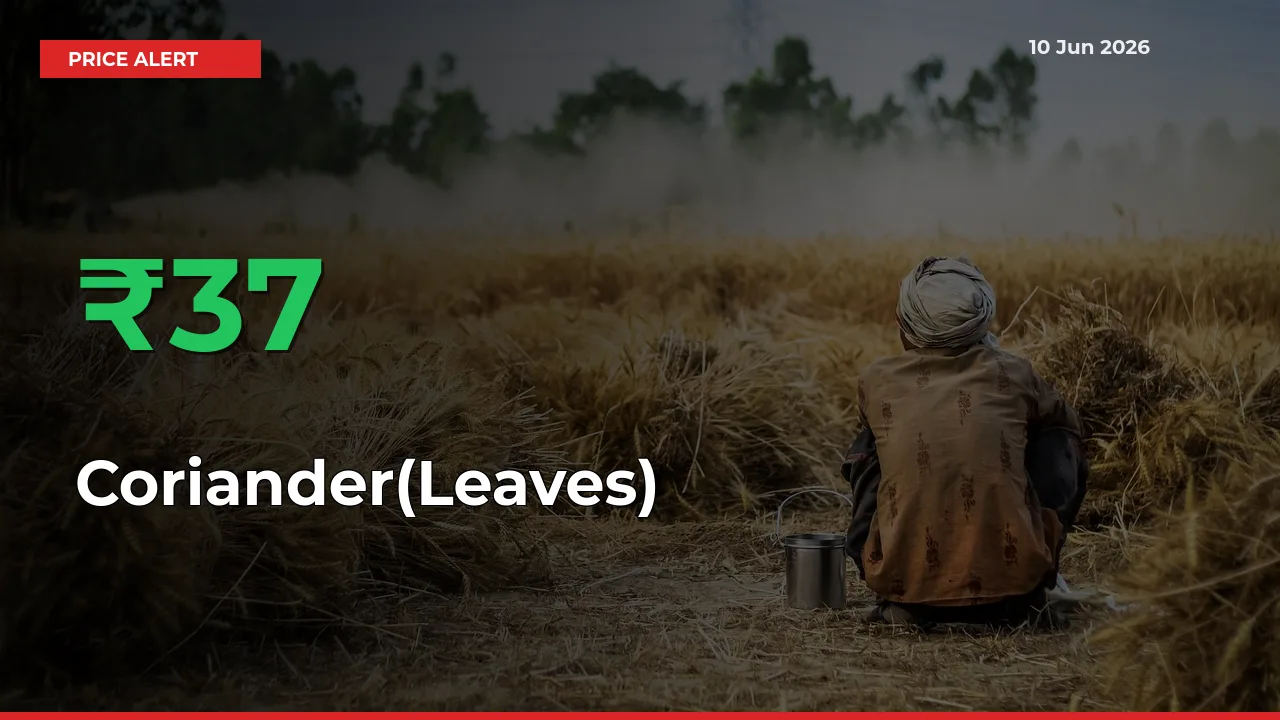 This Mandi Records 36.57% Jump in Coriander(Leaves) Prices