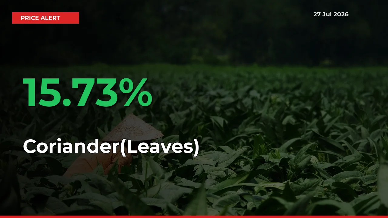 This Mandi Records 15.73% Jump in Coriander(Leaves) Prices