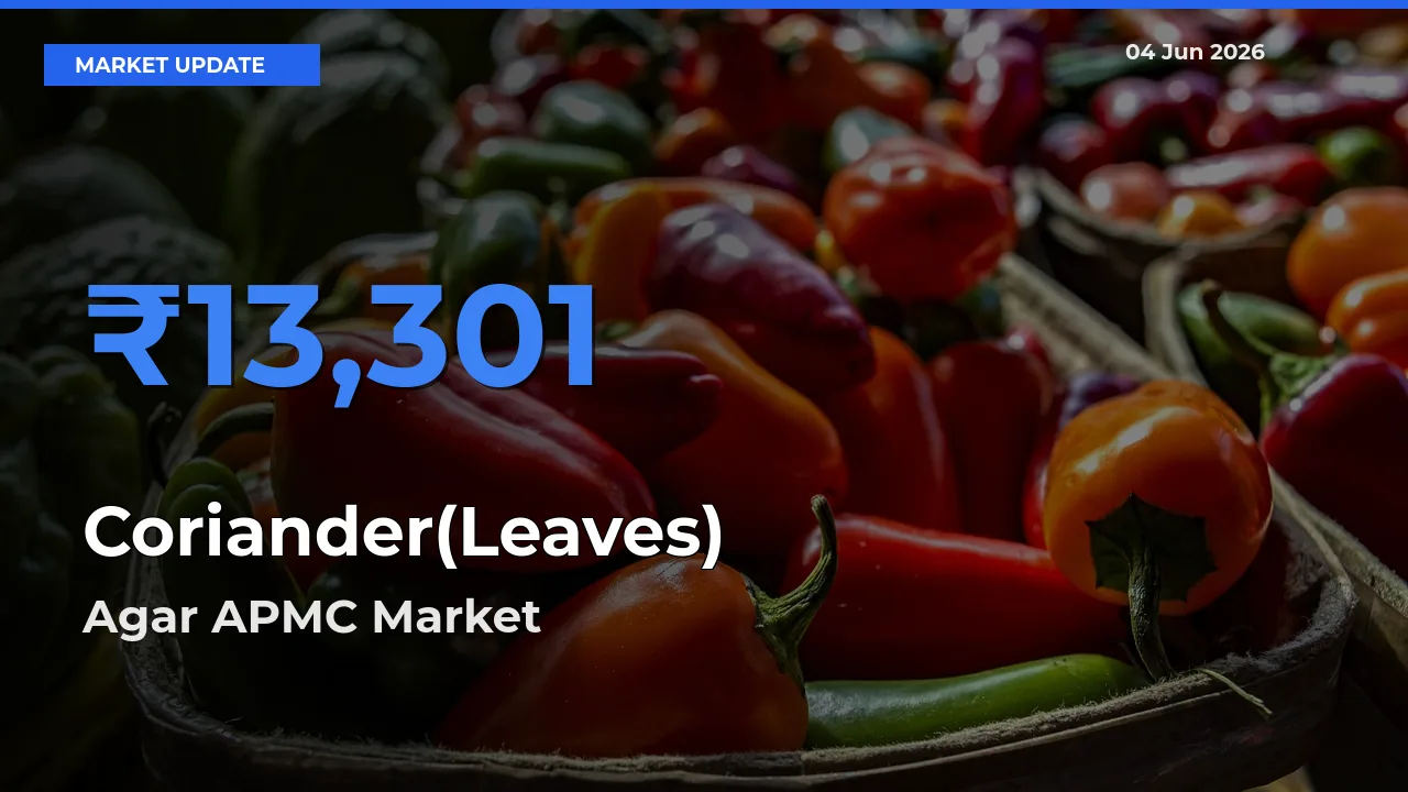 Farmers Prefer Agar APMC as Coriander(Leaves) Hits Highest Rate