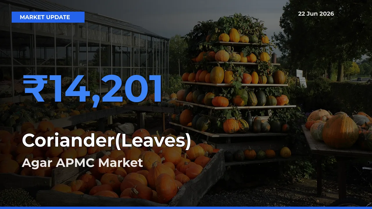 Market Watch: Agar APMC Becomes Top Mandi for Coriander(Leaves)