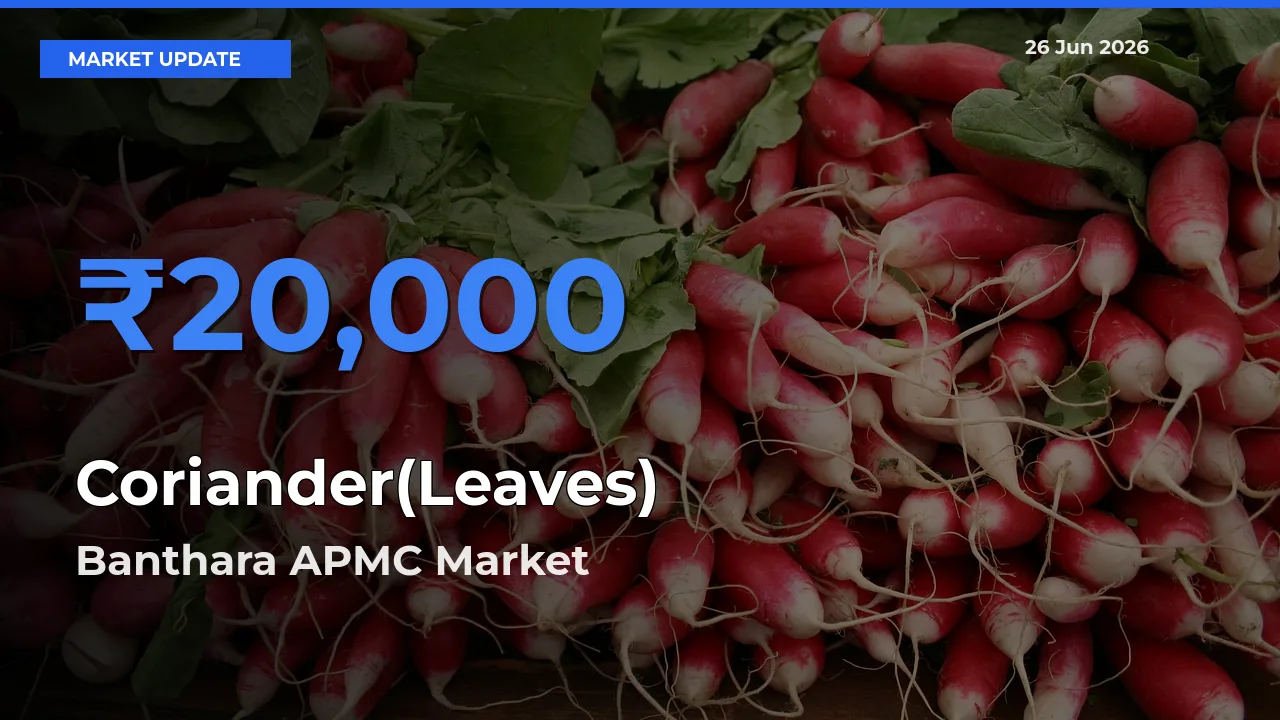 Banthara APMC Offers ₹20,000 – Highest Coriander(Leaves) Rate Today