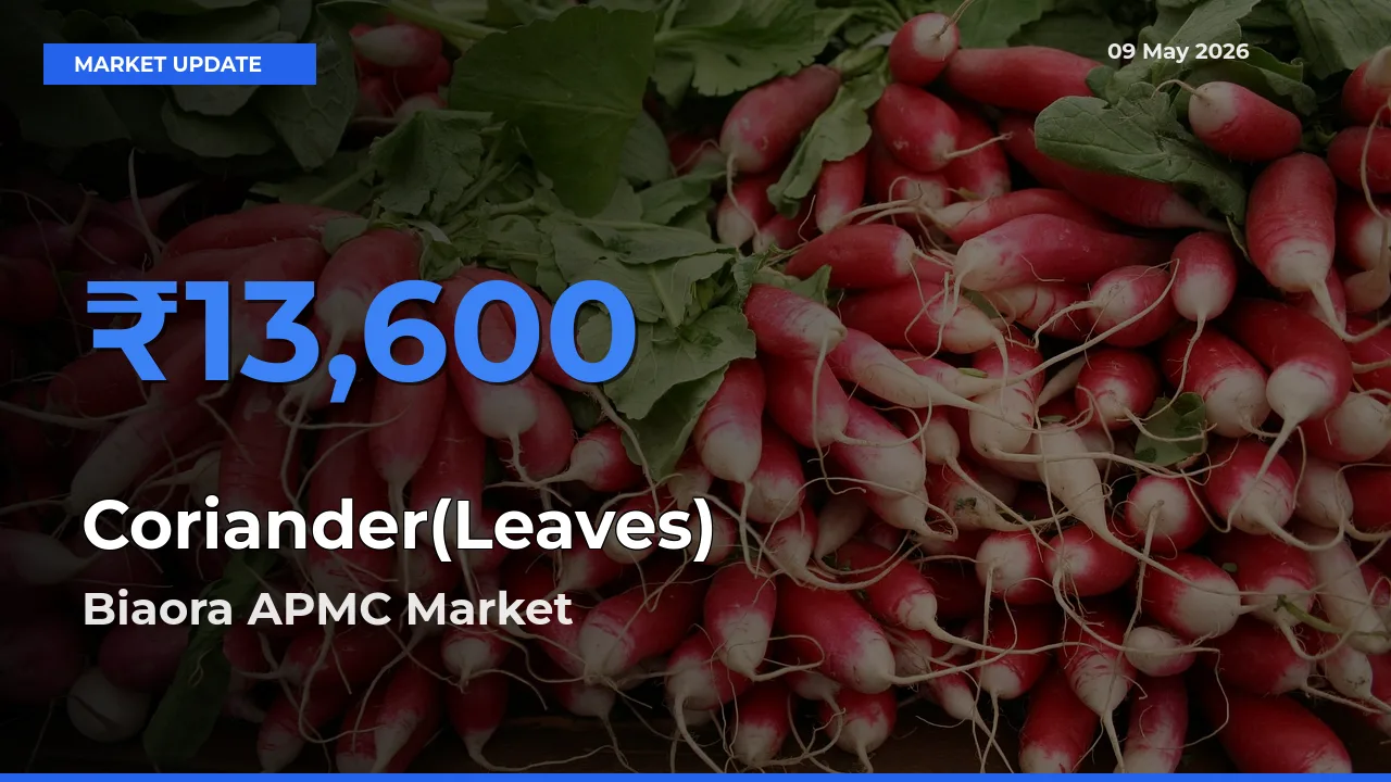 Biaora APMC Tops Coriander(Leaves) Rates – May 09 Market Update
