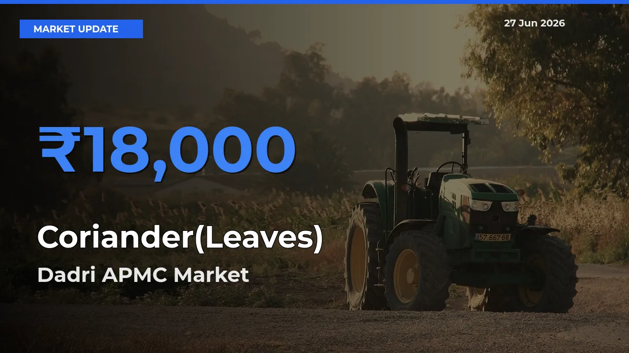 Dadri APMC Emerges as Top Mandi for Coriander(Leaves) Prices Today