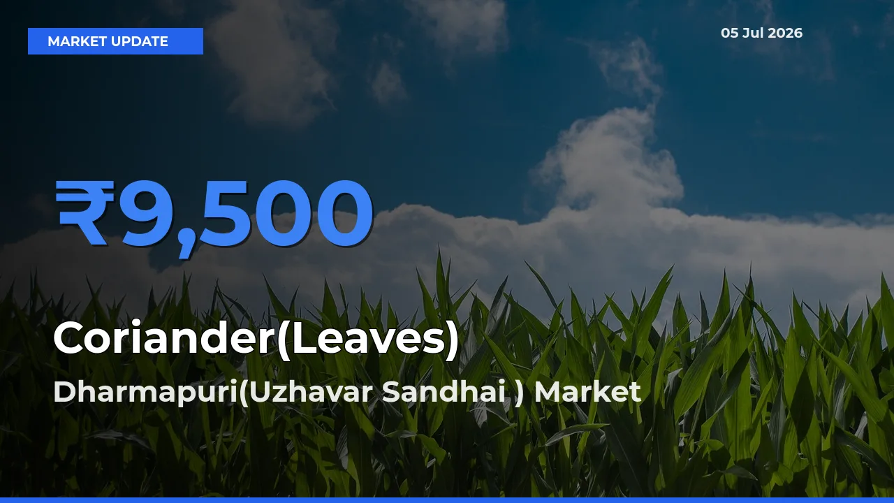 Dharmapuri(Uzhavar Sandhai ) Records Highest ₹9,500 Rate for Coriander(Leaves)