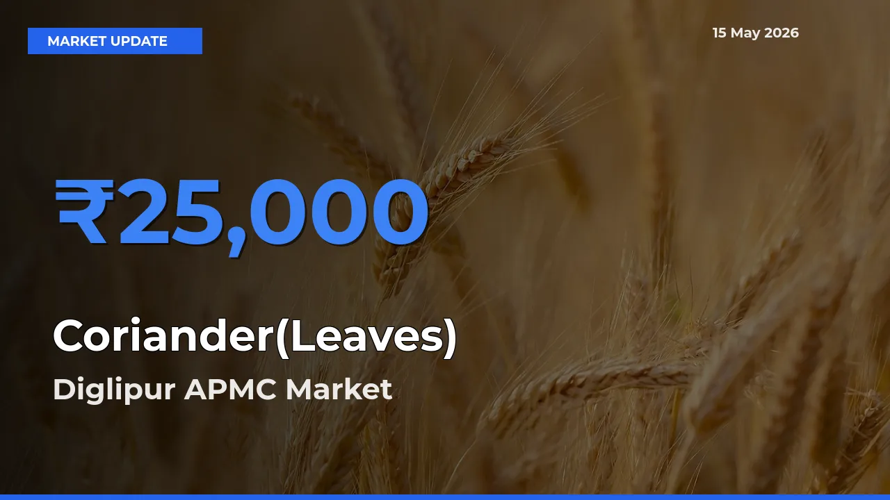 Market Watch: Diglipur APMC Becomes Top Mandi for Coriander(Leaves)