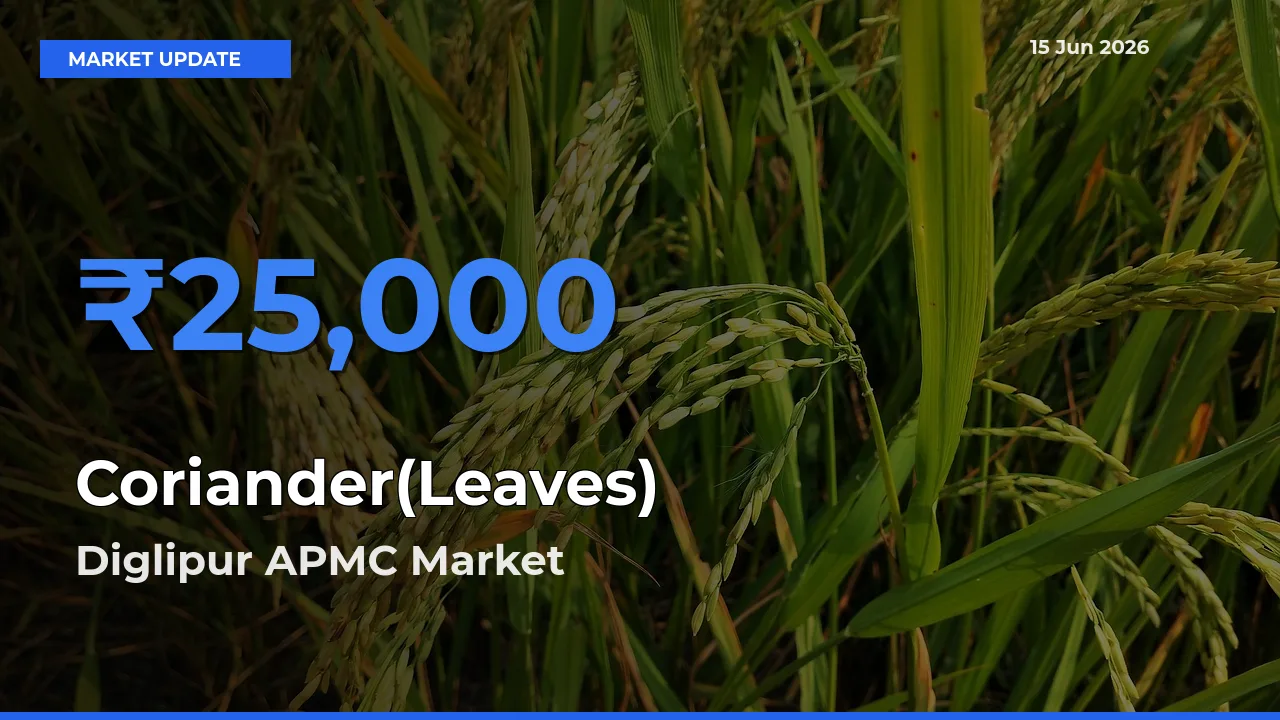 Diglipur APMC Tops Coriander(Leaves) Rates – June 15 Market Update