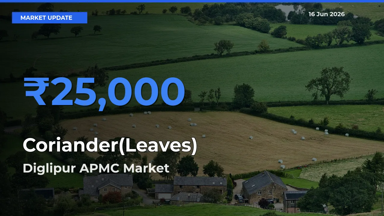 Diglipur APMC Tops Coriander(Leaves) Rates – June 16 Market Update
