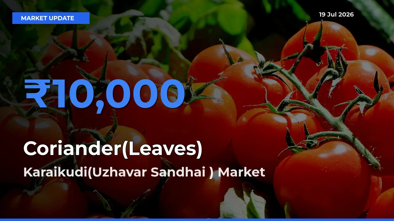 Coriander(Leaves) Mandi Rate Today: Karaikudi(Uzhavar Sandhai ) Tops the List
