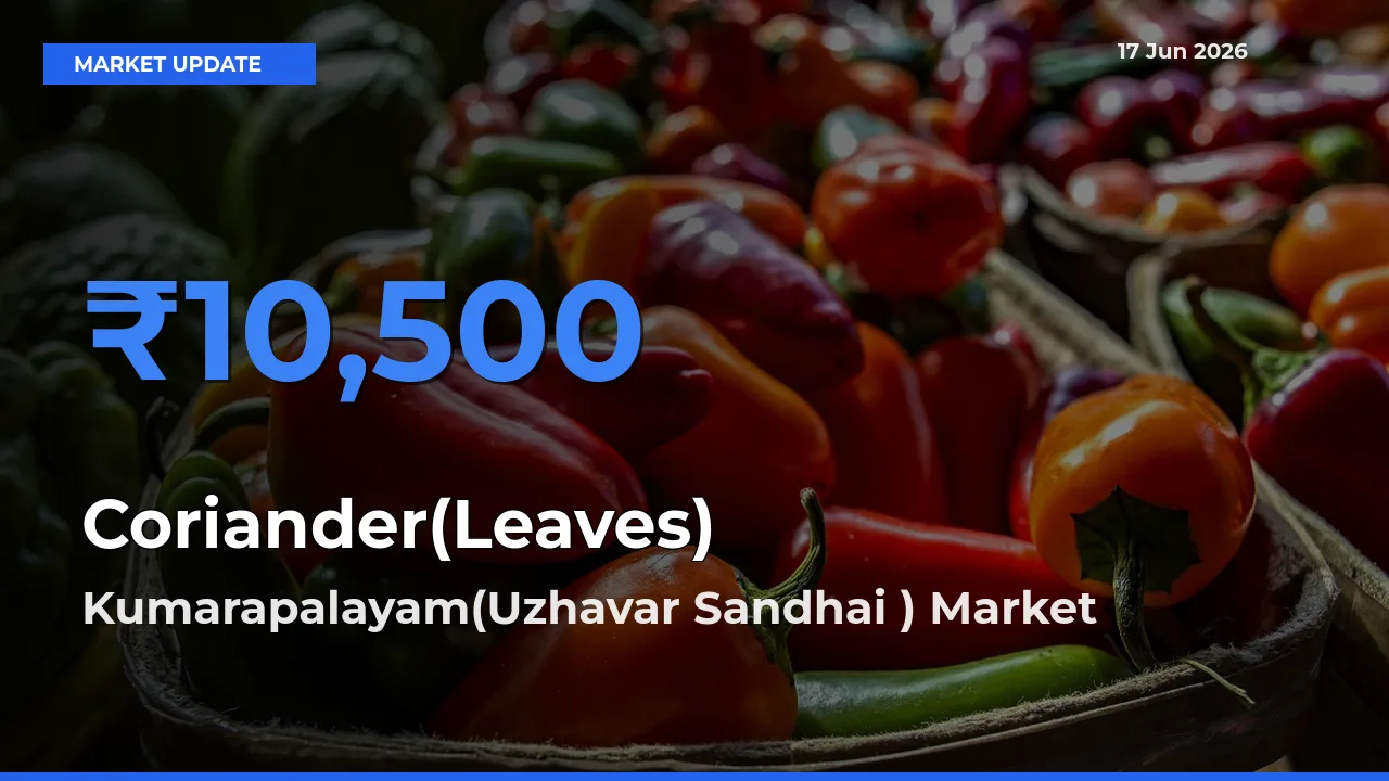 Market Watch: Kumarapalayam(Uzhavar Sandhai ) Becomes Top Mandi for Coriander(Leaves)