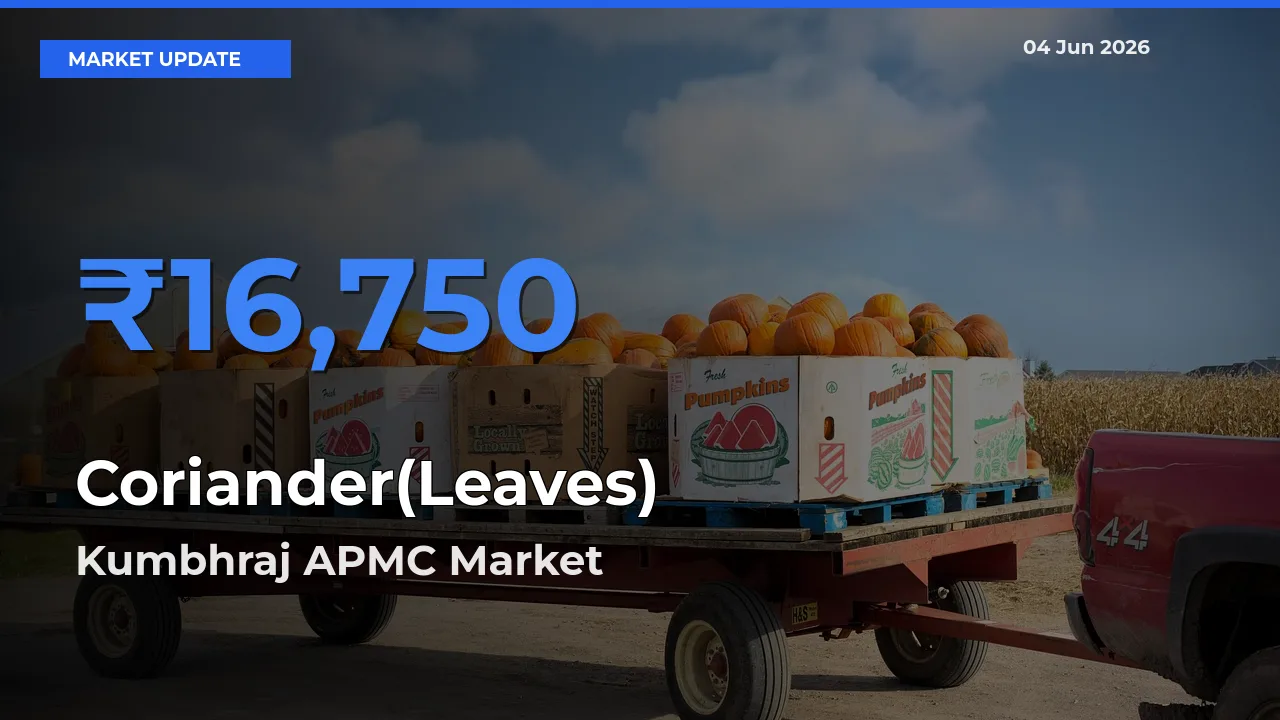 Kumbhraj APMC Offers ₹16,750 – Highest Coriander(Leaves) Rate Today