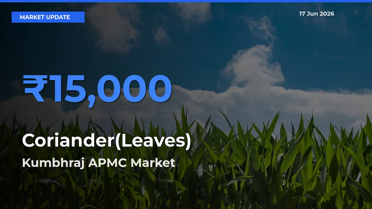 Farmers Prefer Kumbhraj APMC as Coriander(Leaves) Hits Highest Rate